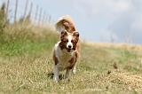 BORDER COLLIE 683